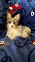 Luke, a male Yorkshire Terrier for sale in Phoenix, AZ – 1 of 3