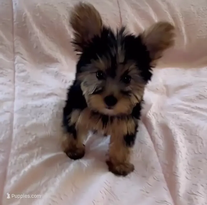 Lulu – Yorkshire Terrier puppy for sale in Phoenix, AZ