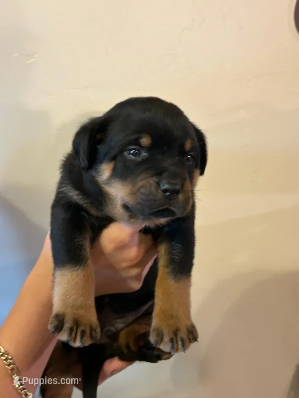 Puppy three – Rottweiler puppy for sale in Tucson, AZ