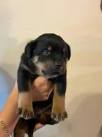 Puppy three, a male Rottweiler for sale in Tucson, AZ – 1 of 3