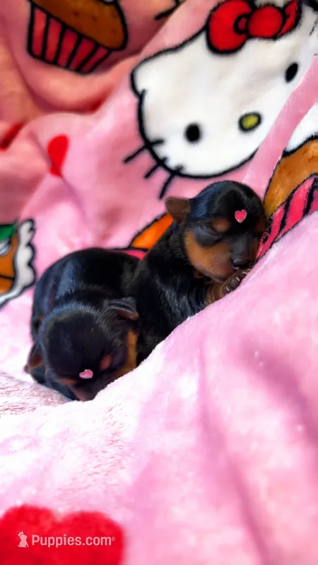 Lola – Yorkshire Terrier puppy for sale in Tucson, AZ