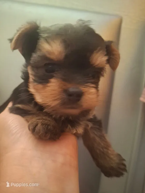 Tim – Yorkshire Terrier puppy for sale in Tucson, AZ
