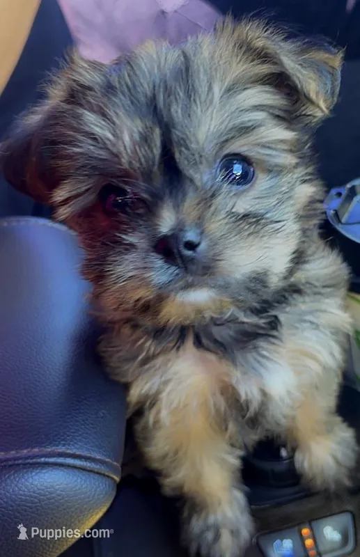 Missy, a female Yorkshire Terrier for sale in Phoenix, AZ – Photo 1 of 1