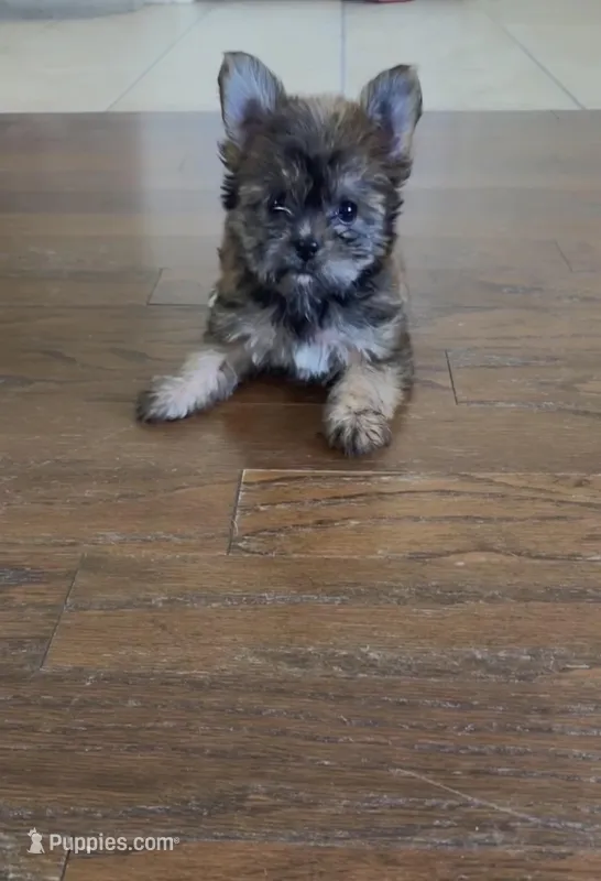 Missy – Yorkshire Terrier puppy on hold in Phoenix, AZ
