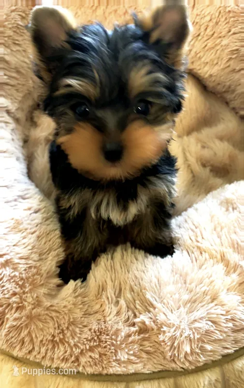 Teacup Bruno – Yorkshire Terrier puppy for sale in Tucson, AZ