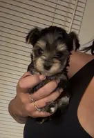 Macha, a male Yorkshire Terrier for sale in Phoenix, AZ – 2 of 2