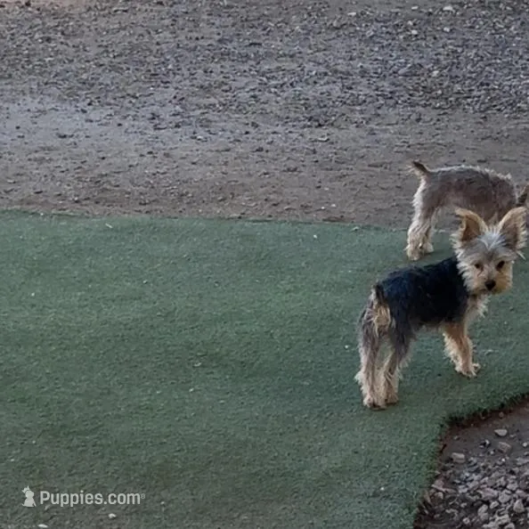 Charlie, a male Yorkshire Terrier for sale in Phoenix, AZ – Photo 1 of 1