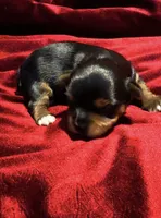 Bruno, a male Yorkshire Terrier for sale in Tucson, AZ – 3 of 3