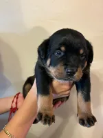 Puppy four, a male Rottweiler for sale in Tucson, AZ – 1 of 3