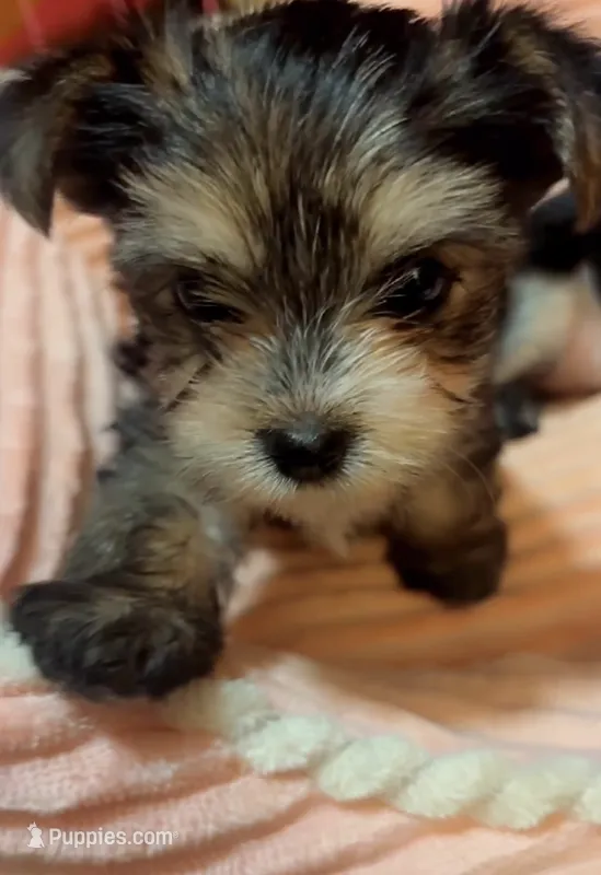 Macha – Yorkshire Terrier puppy for sale in Phoenix, AZ