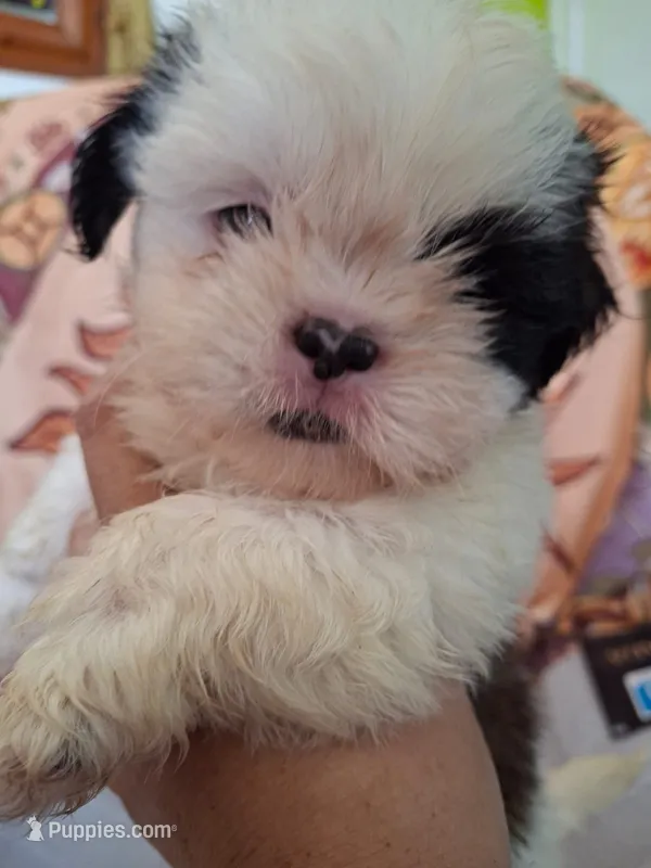 One girl – Shih Tzu puppy for sale in Tucson, AZ
