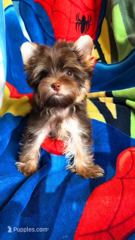 Hershey's – Yorkshire Terrier puppy for sale in Tucson, AZ