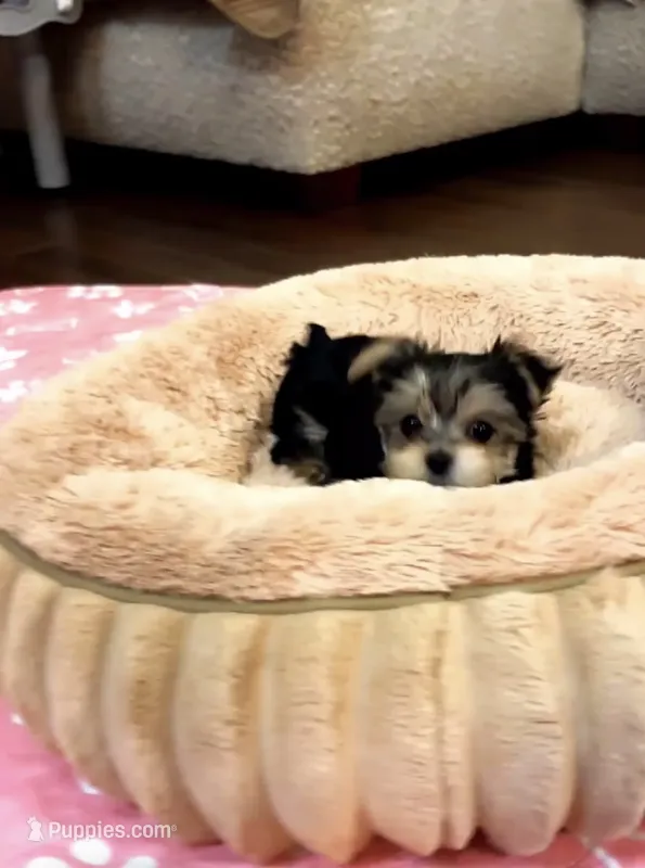 Macha – Yorkshire Terrier puppy for sale in Tucson, AZ