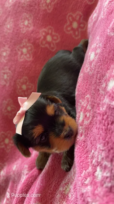 Lola – Yorkshire Terrier puppy for sale in Tucson, AZ