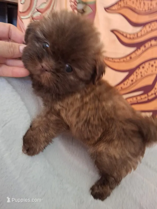 Three girl  – Shih Tzu puppy for sale in Tucson, AZ