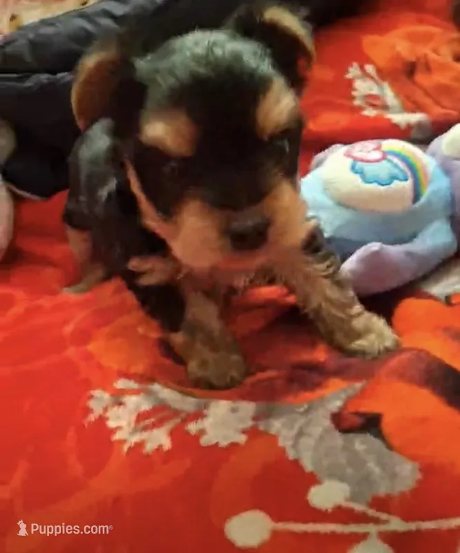 Asher toy yorkie – Yorkshire Terrier puppy on hold in Tucson, AZ