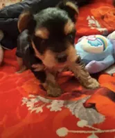 Asher toy yorkie, a male Yorkshire Terrier for sale in Tucson, AZ – 1 of 3