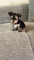 Macha, a male Yorkshire Terrier for sale in Tucson, AZ – 1 of 1