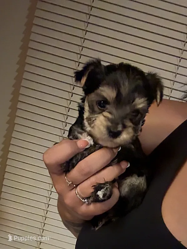 Macha – Yorkshire Terrier puppy for sale in Phoenix, AZ