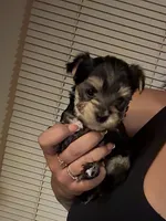 Macha, a male Yorkshire Terrier for sale in Phoenix, AZ – 1 of 2