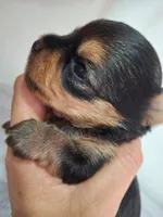 Ash, a male Yorkshire Terrier for sale in Tucson, AZ – 2 of 2
