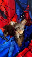 Hershey's, a male Yorkshire Terrier for sale in Phoenix, AZ – 2 of 2