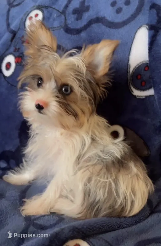 Luke – Yorkshire Terrier puppy for sale in Phoenix, AZ