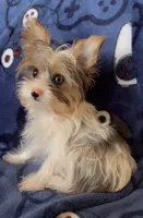 Luke, a male Yorkshire Terrier for sale in Phoenix, AZ – 2 of 3