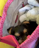 Asher toy yorkie, a male Yorkshire Terrier for sale in Tucson, AZ – 2 of 3