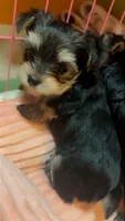 Barbie , a female Yorkshire Terrier for sale in Phoenix, AZ – 1 of 2