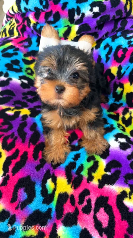 Lola – Yorkshire Terrier puppy for sale in Phoenix, AZ