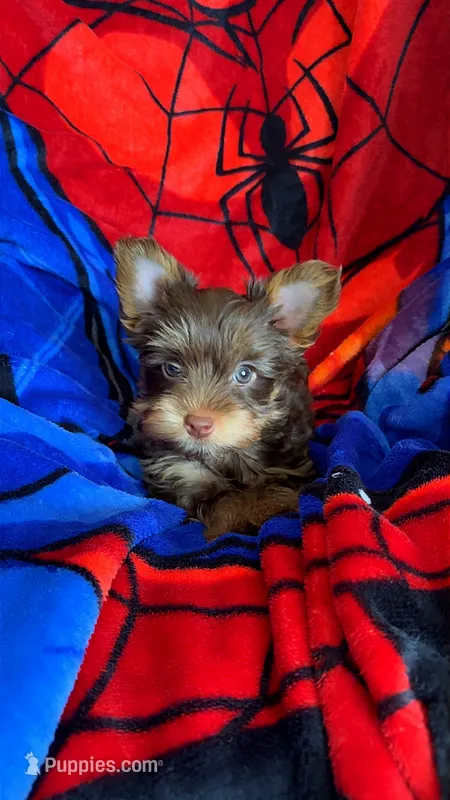 Hershey's – Yorkshire Terrier puppy for sale in Phoenix, AZ