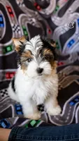 Bingo, a male Yorkshire Terrier for sale in Phoenix, AZ – 1 of 1