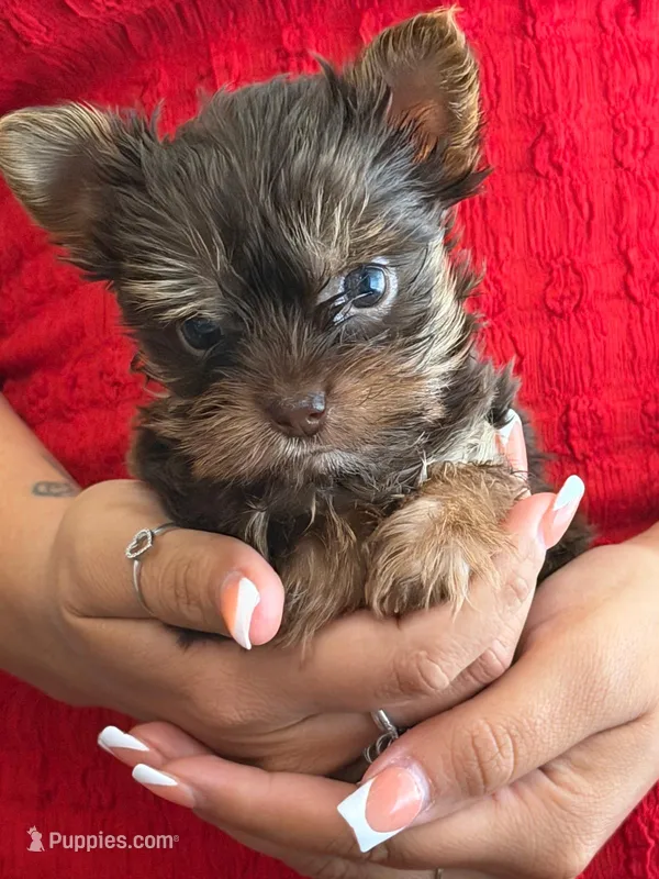 Tiny princess teacup – Yorkshire Terrier puppy for sale in Tucson, AZ