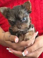 Tiny princess teacup, a female Yorkshire Terrier for sale in Tucson, AZ – 1 of 1
