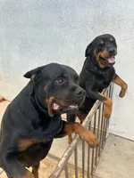 Puppy one, a male Rottweiler for sale in Tucson, AZ – 2 of 3