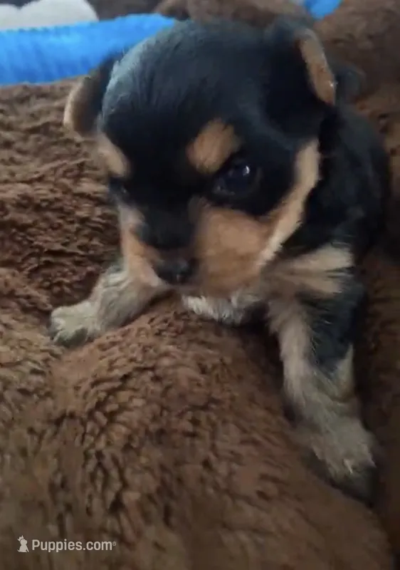 Ash – Yorkshire Terrier puppy for sale in Tucson, AZ