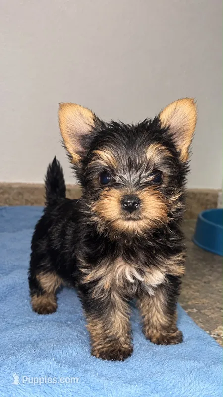 Milo mini – Yorkshire Terrier puppy for sale in Tucson, AZ