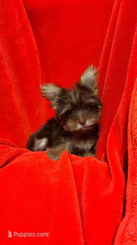 Hershey's – Yorkshire Terrier puppy for sale in Tucson, AZ