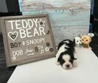 Snoopy , a male Bichon Frise and Shih Tzu for sale in New York Mills, MN – 3 of 5