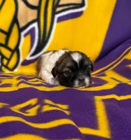 Blue (female), a female Shih Tzu for sale in New York Mills, MN – 3 of 7