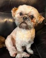 Brian, a male Shih Tzu for sale in New York Mills, MN – 4 of 4