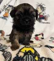 Sally, a female Bichon Frise and Shih Tzu for sale in New York Mills, MN – Photo 1 of 6