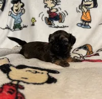 Sally, a female Bichon Frise and Shih Tzu for sale in New York Mills, MN – Photo 2 of 6