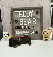 Sally, a female Bichon Frise and Shih Tzu for sale in New York Mills, MN – Photo 3 of 6