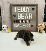 Sally, a female Bichon Frise and Shih Tzu for sale in New York Mills, MN – Photo 4 of 6