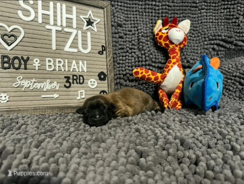 Brian – Shih Tzu puppy for sale in New York Mills, MN