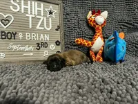 Brian, a male Shih Tzu for sale in New York Mills, MN – 1 of 4