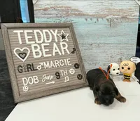 Marcie , a female Bichon Frise and Shih Tzu for sale in New York Mills, MN – 2 of 5