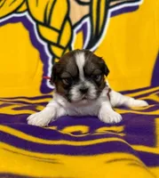 Rita, a female Shih Tzu for sale in New York Mills, MN – 3 of 7